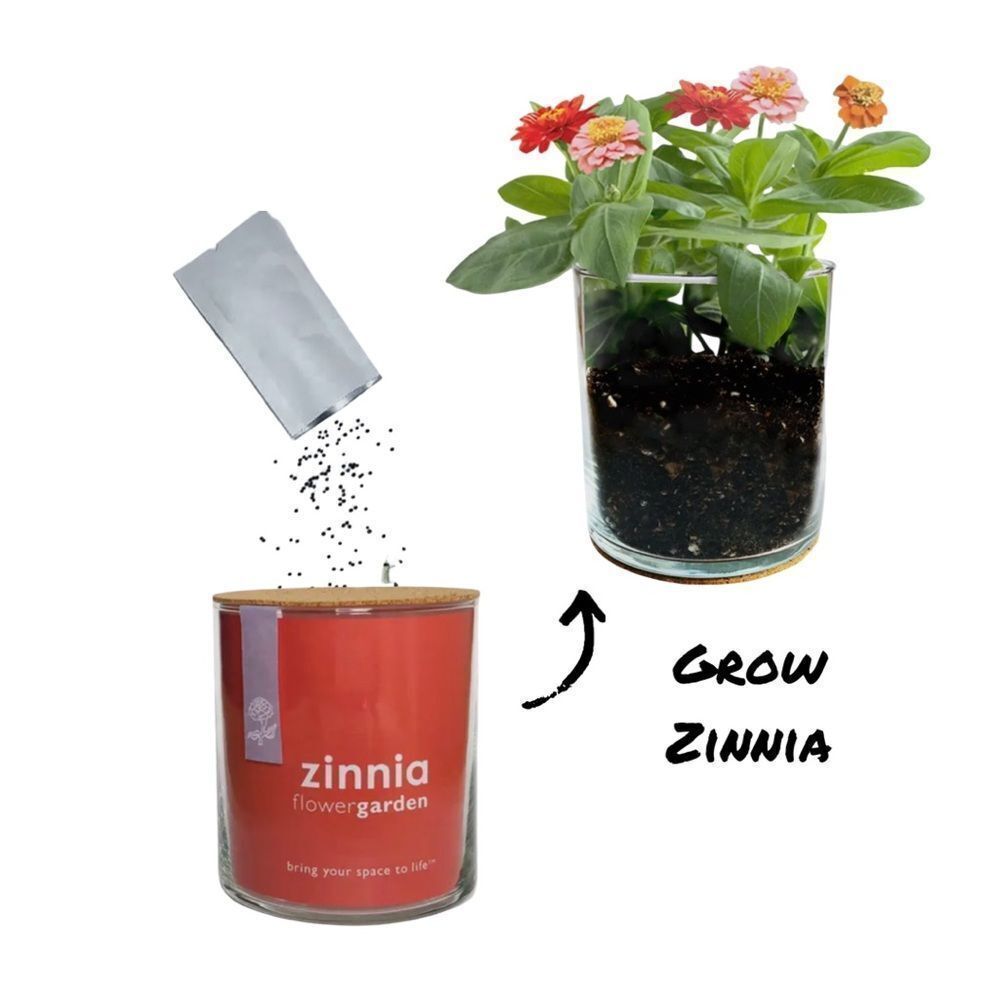 SOLD OUT- Grow Basil Zinnia/ Giftable
